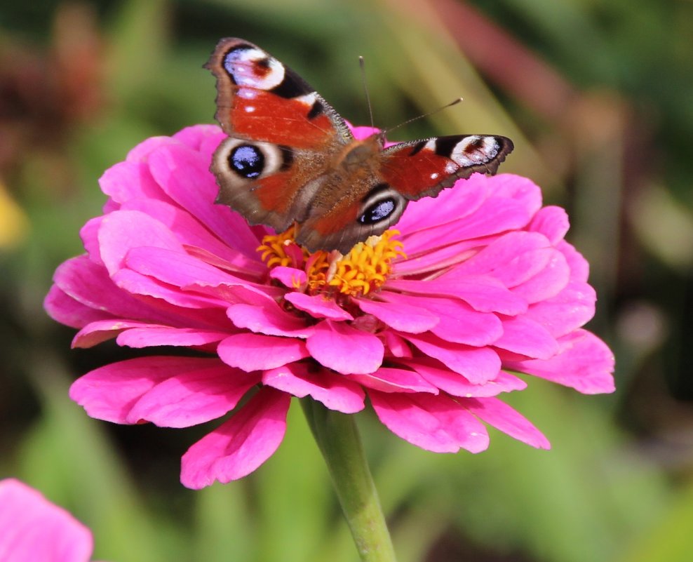 Бабочка павлиний глаз на цветке