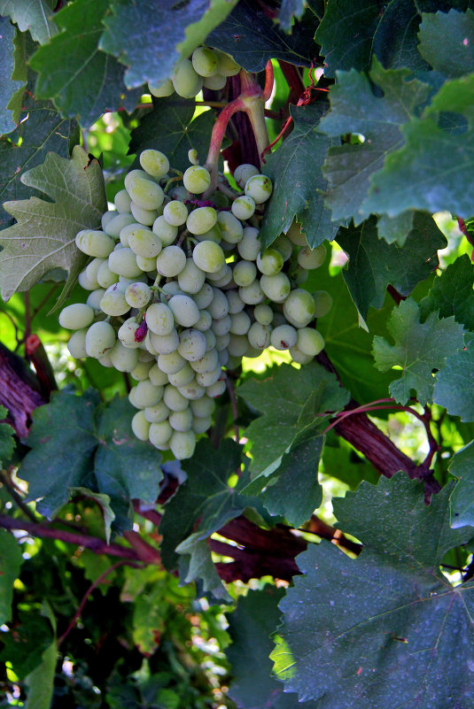 grapes - Titania Q