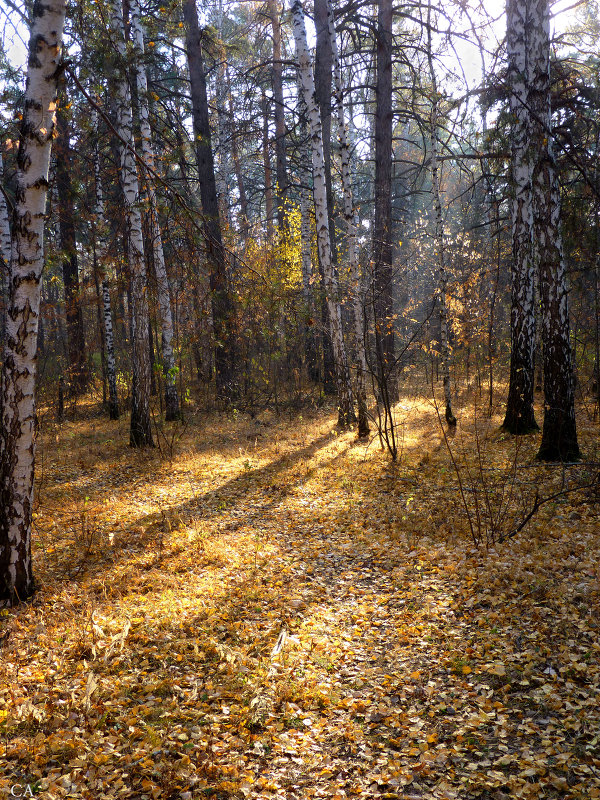 Рыжая осень - Александр Садовский