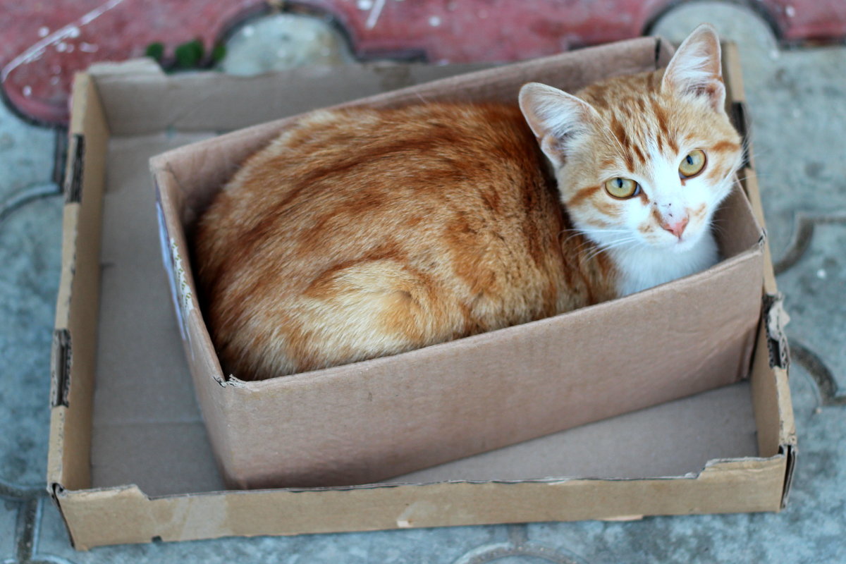 Кошка в коробке - Дарья 