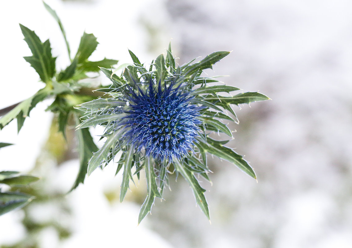 Eryngium - Zinovi Seniak