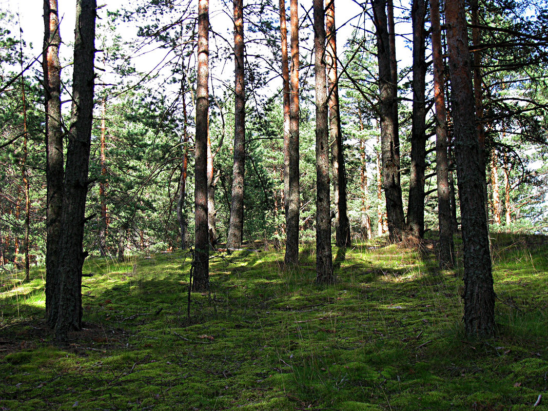 лес - Наталья 