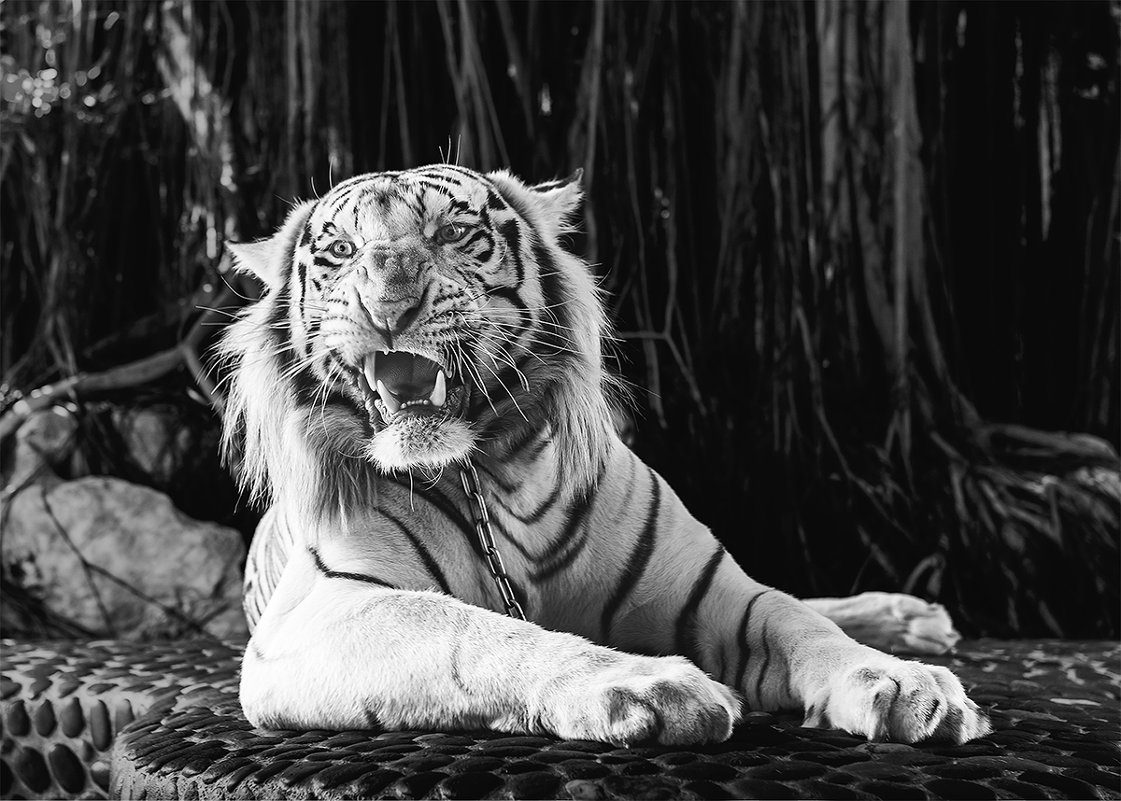 Белый тигр - Виктор Выдрин