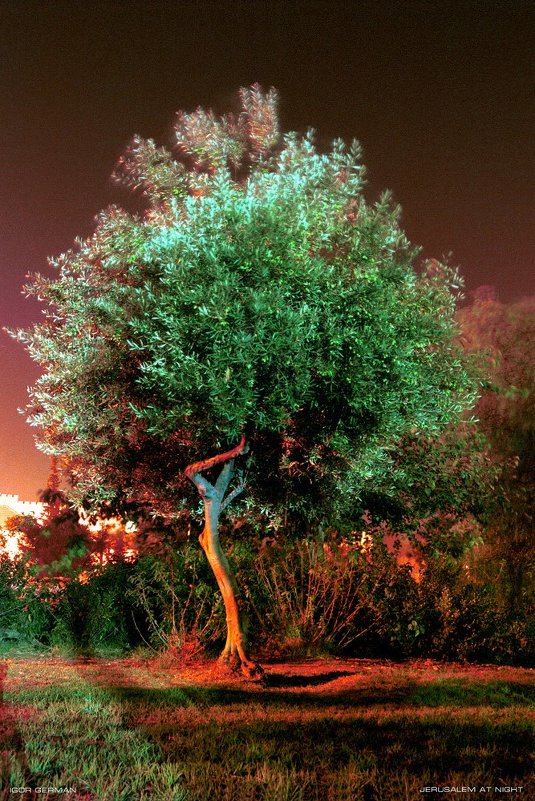 Танцующее дерево - Игорь Герман