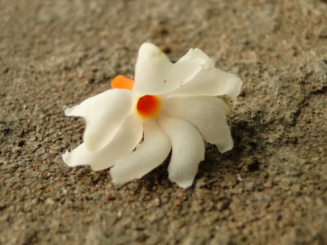 Цветок на камне - Оксана Шрикантх