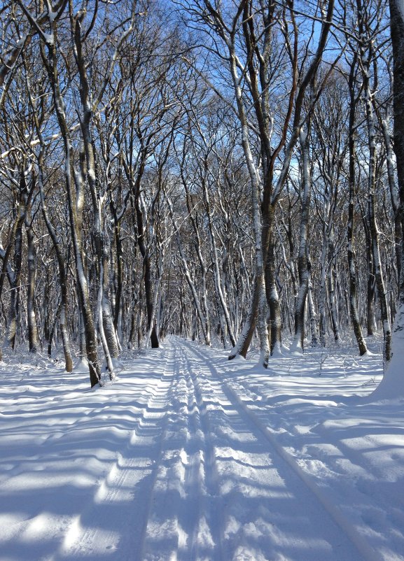 Лес зимой - Yarik Minakin