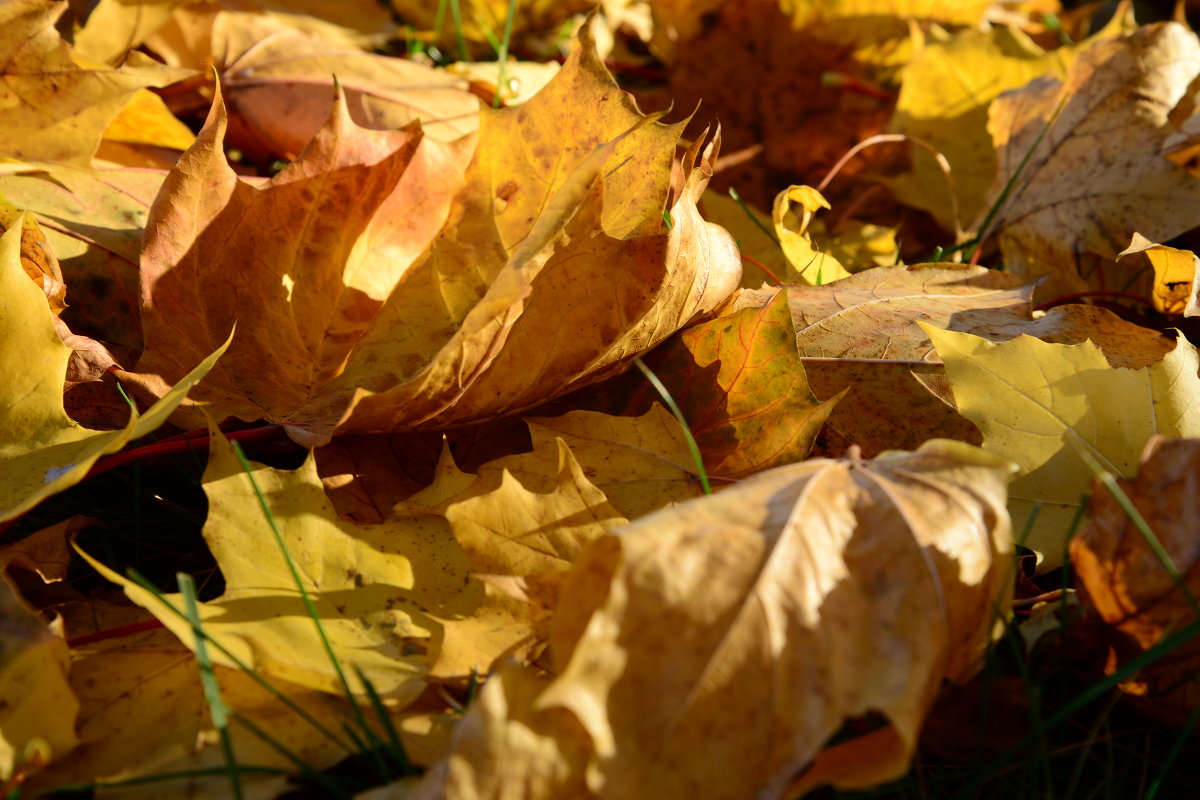 Fallen orange leaves on the ground - Дмитрий Каминский