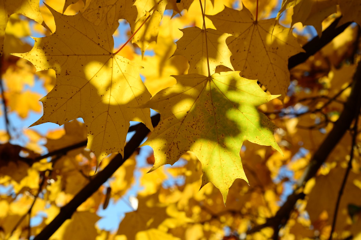 Golden leaves - Дмитрий Каминский