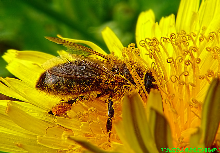 пчела - Laryan1 