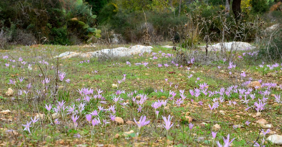 27.11.12 Безвременник, сын первого дождя (Colchicum steveni) - Борис Ржевский