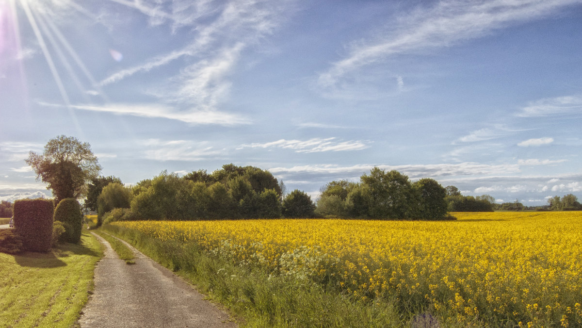 Fields of Gold - Valery 