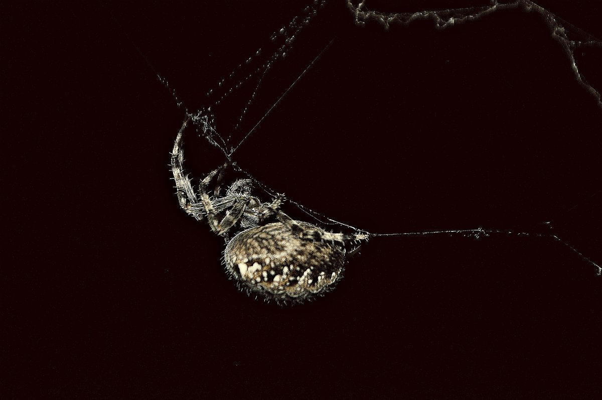 Ночная Жизнь паука - Анастасия 