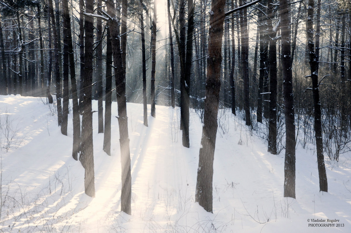 лес просыпается - Vladislav Rogalev
