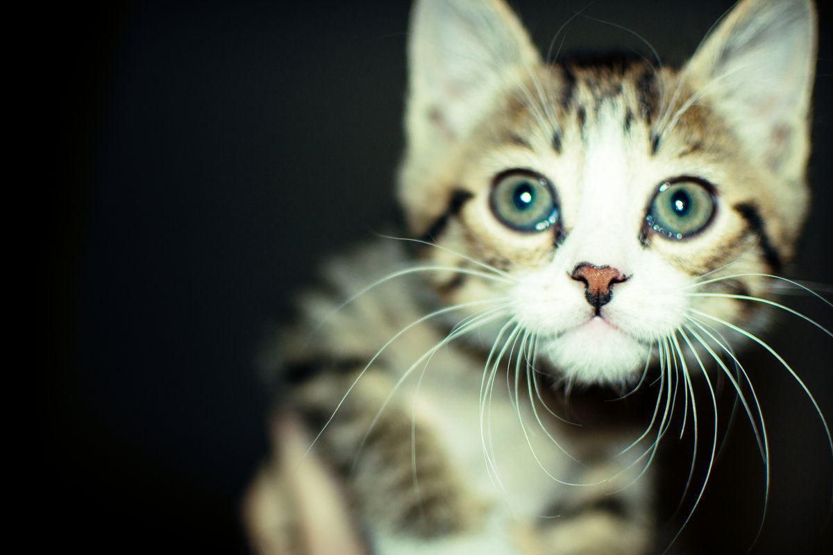 Красавчик - кот - Анечка Счастливая