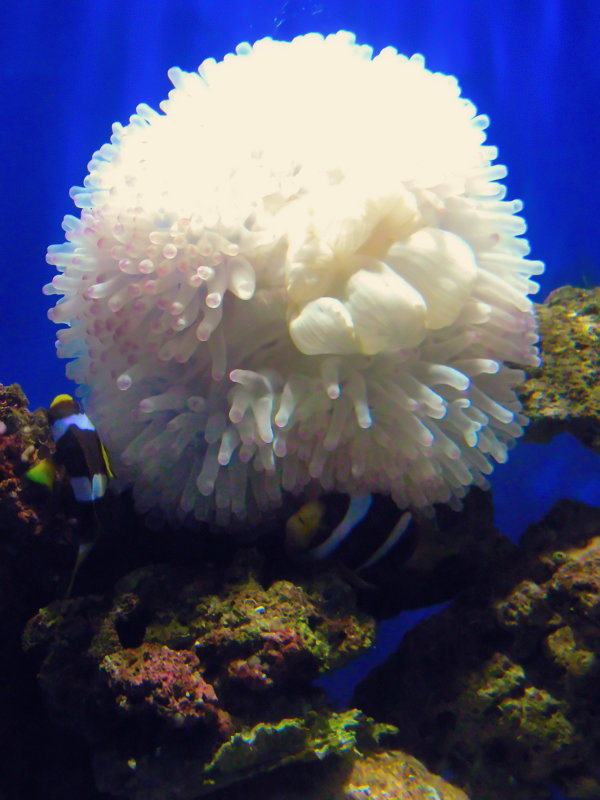подводная хризантема - шушана 