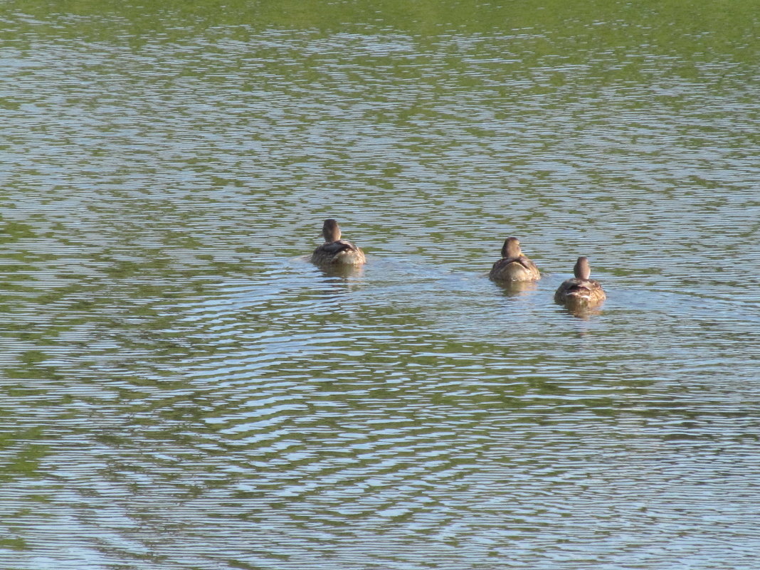 Три утки плавают на озере Калач - Александр Фомин