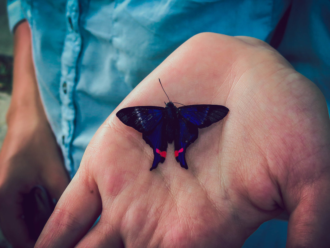 Бабочка на руке - Дмитрий Иванов