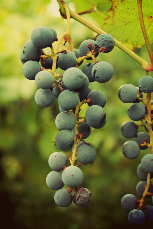 гроздь винограда - Ксения Самсонова