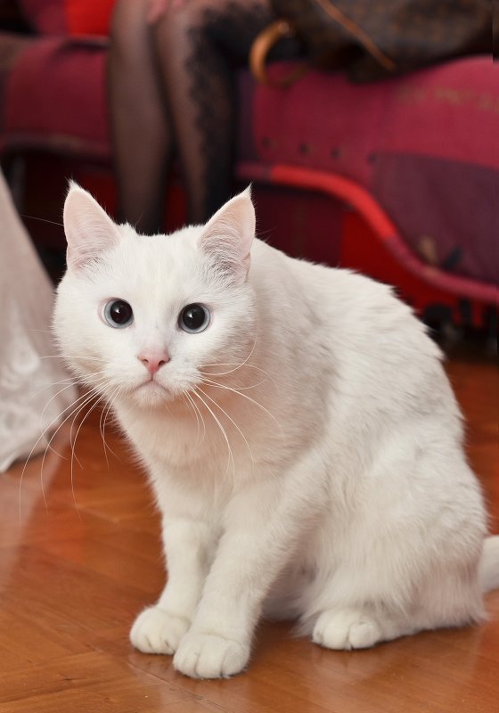 Белый кот - Масяня Солнышкина