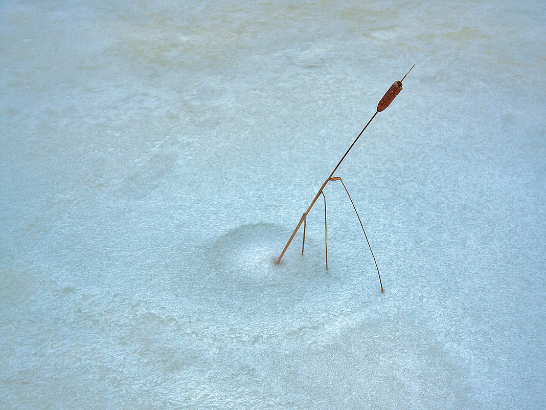 Замороженный камыш - Олег Самотохин