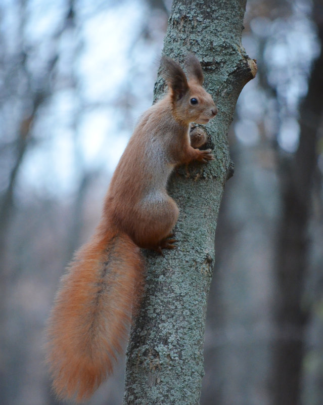 Squirrel - Diana Maiba