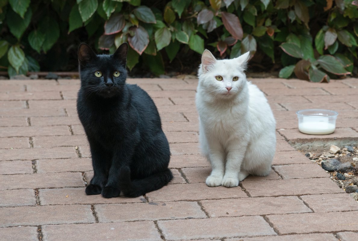 Белая кошка. черный кот - Сергей Вахов