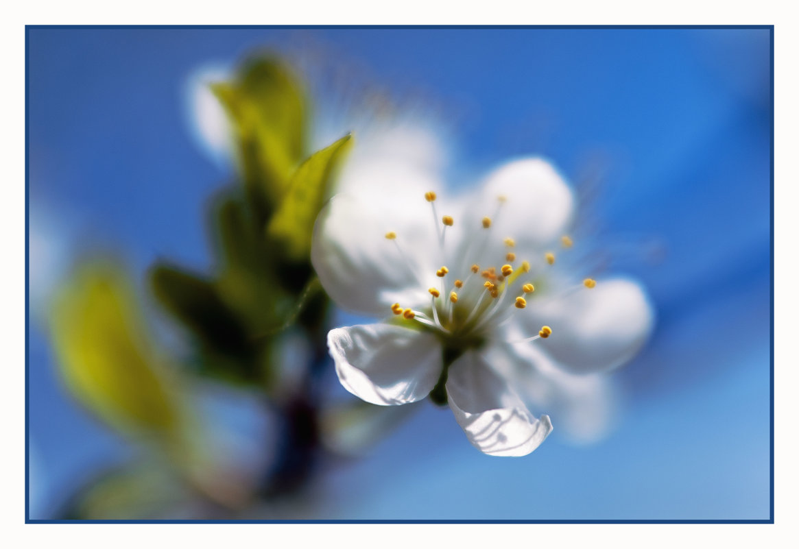 Цветок вишни - Вера Ульянова