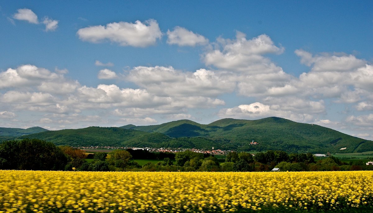 fields in Slovakia - Nataliia Zhaglova