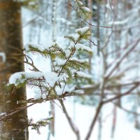 Снег на елке :: Константин Резов