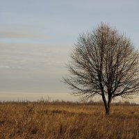 пиковое дерево :: Roman Globa