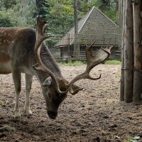Рижский зоопарк (13) :: Сергей Садовничий
