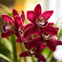 орхидея :: василий 