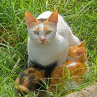 кошка с котятами :: JW_overseer JW