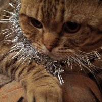 Кот и новый год :: Виктория Альшанец