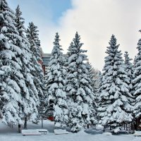 Городская тайга. :: Михаил 