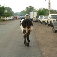 Шла корова по шоссе :: Алла Рыженко