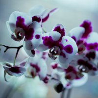 Орхидея :: Lelya Lav