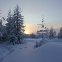зимний лес на закате :: Женя Фалькова
