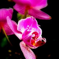 Орхидея :: Igor P