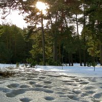 Зимний лес (10) :: Сергей Садовничий