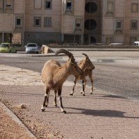 горные козлы на улицах МИЦПЕ- РАМОН. :: gennadi ren