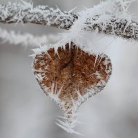 У зимы есть сердце :: Dr. Olver