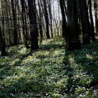 весенний лес :: Богдан Вовк