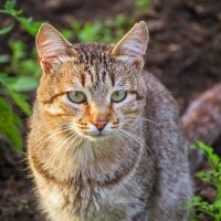 котяра :: Андрей Домрачев