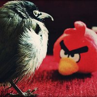 ну очень Angry Birds :: alisa kuznechik