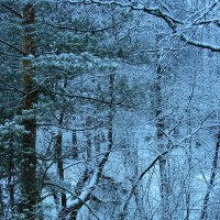 Зима рисует лес... :: Марина Морозова