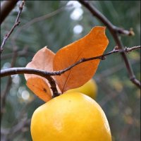 Membrillo (яблоко-лимон) :: Svetlana Galvez
