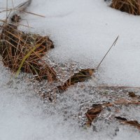 Под снегом :: Виктория Наход