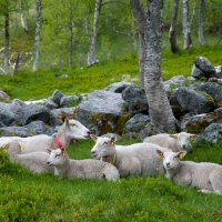 Норвежские баранки отдыхают :: Алексей Свирин