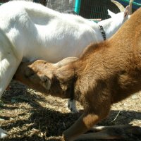 Осиротевшего лосенка кормит коза. :: Ирина 